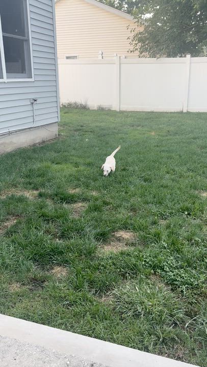 Enlarge Louie, an adopted mixed breed in Monroe Township, NJ video 5/6