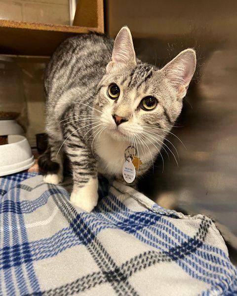 Henry Spencer, Adoptable, Young Male Domestic Short Hair & Tabby.