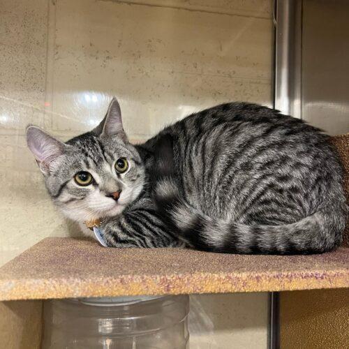 Enlarge Henry Spencer, a Adoptable mixed breed in Visalia, CA image 1/4