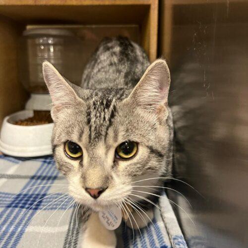 Enlarge Henry Spencer, a Adoptable mixed breed in Visalia, CA image 2/4