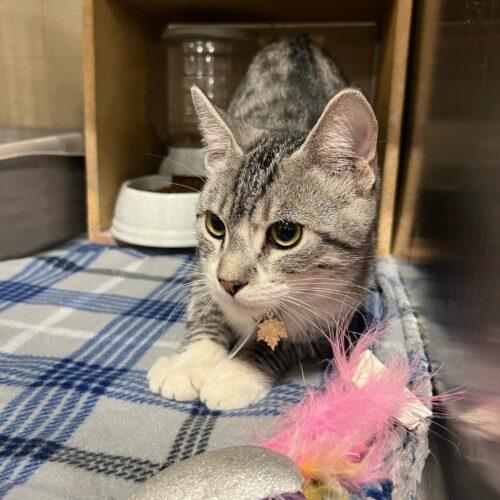 Enlarge Henry Spencer, a Adoptable mixed breed in Visalia, CA image 3/4