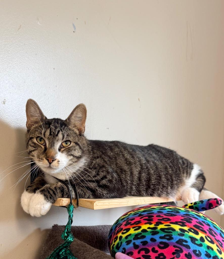 Enlarge Shane, a Adoptable mixed breed in North Vernon, IN image 2/2