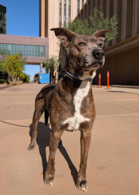 Yaddle 4071, Adoptable, Adult Female Cattle Dog & Labrador Retriever.