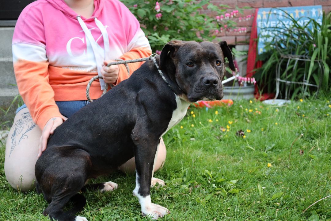 Shiloh, a Adopted mixed breed in Port Hope, ON image 2/2