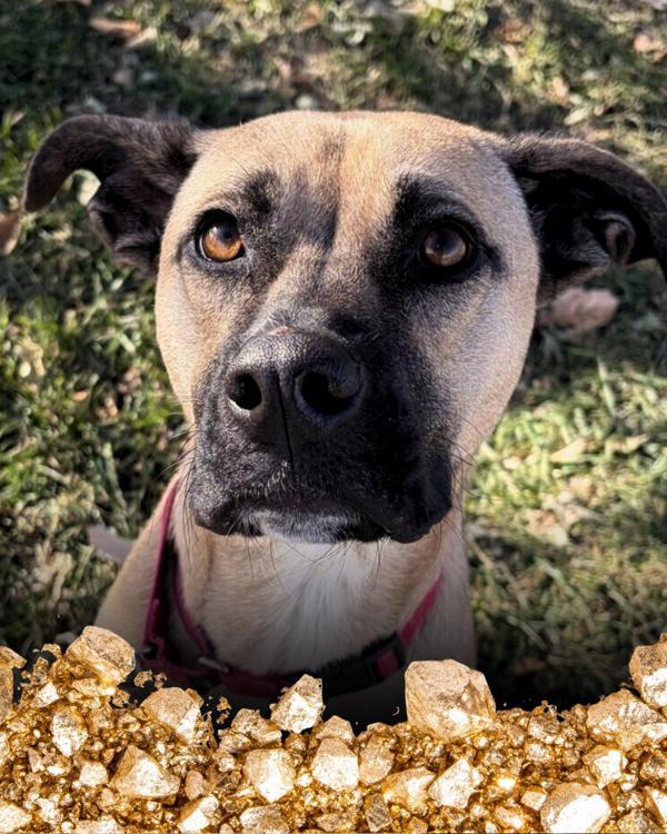 Tonks, Adoptable, Young Female Boxer.