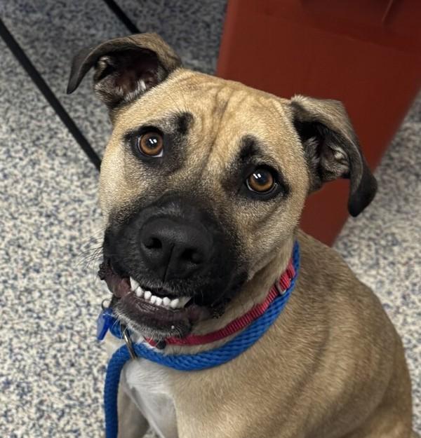 Tonks, a Adoptable mixed breed in Golden, CO image 2/3