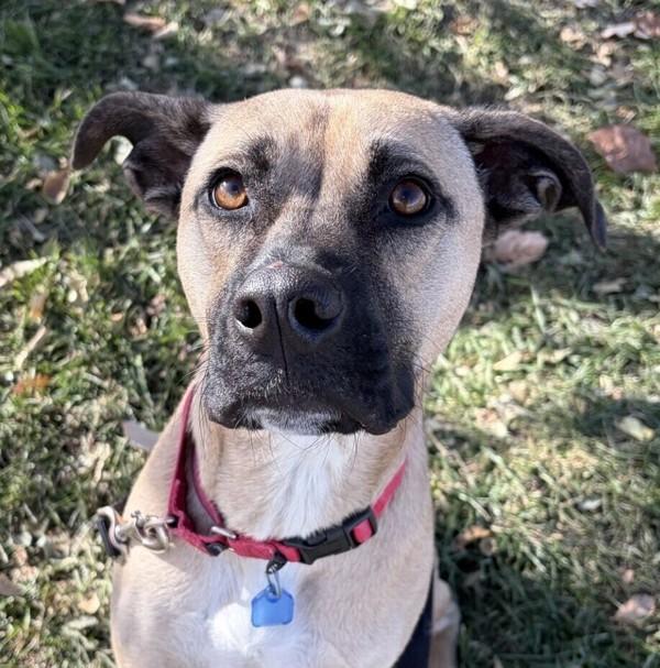Tonks, Adoptable, Young Female Boxer.