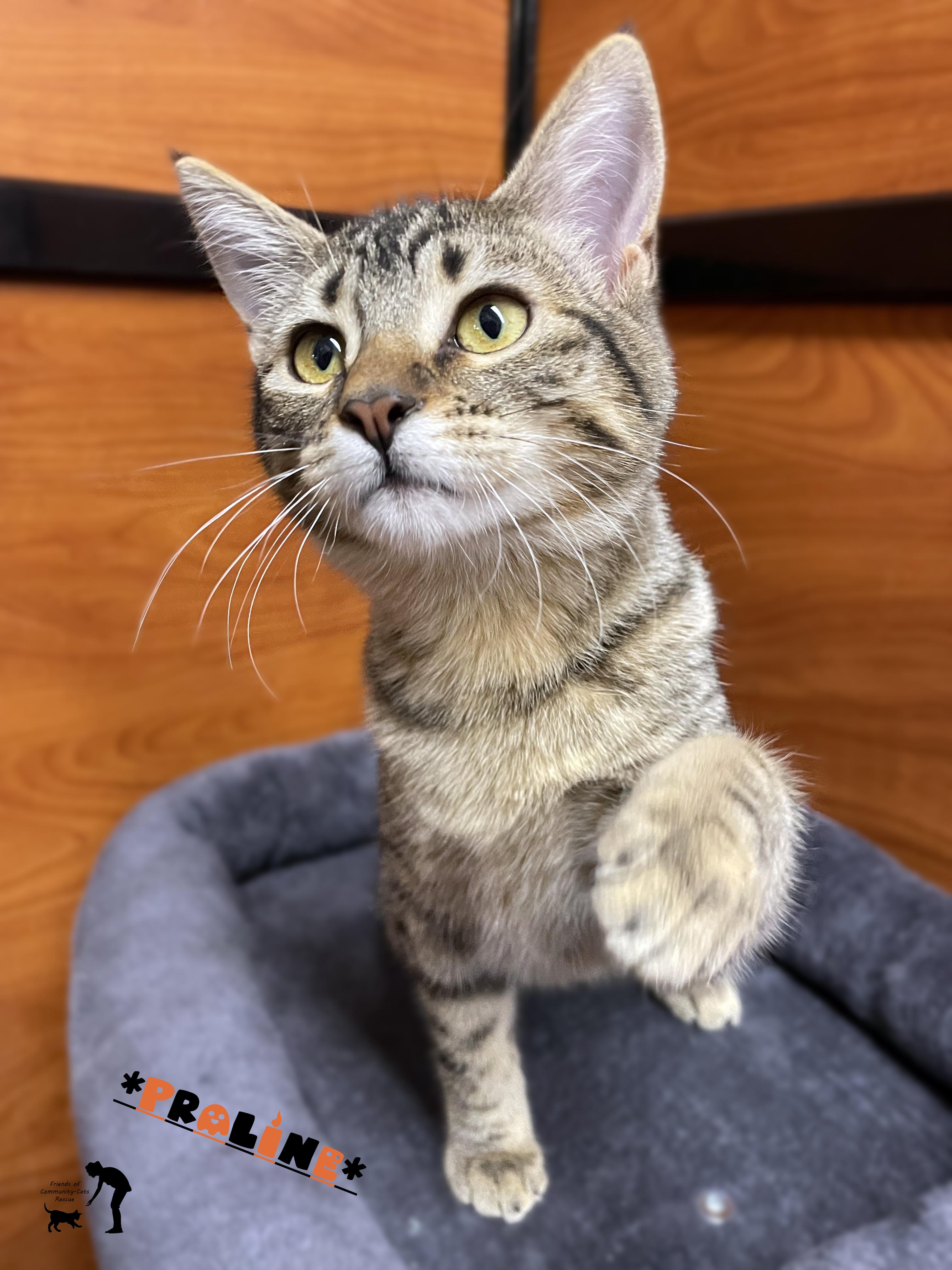 Praline, Adoptable, Young Female Domestic Short Hair.