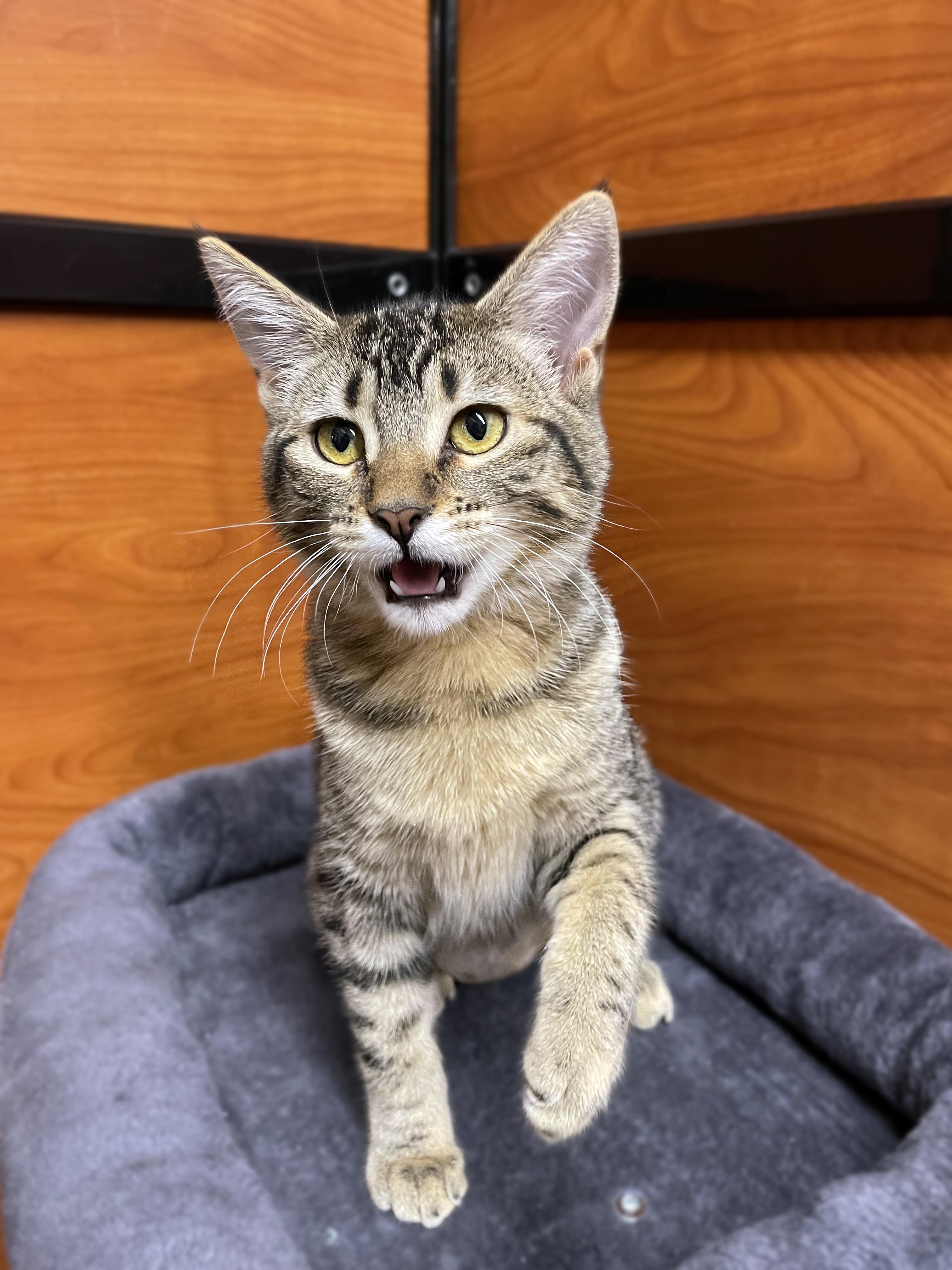 Praline, a Adoptable Domestic Short Hair in Centerville, UT image 2/2