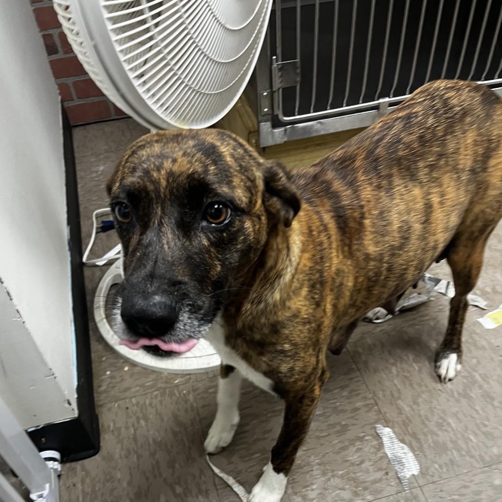 Enlarge Galaxy, a Adoptable mixed breed in Portland, ME image 1/1