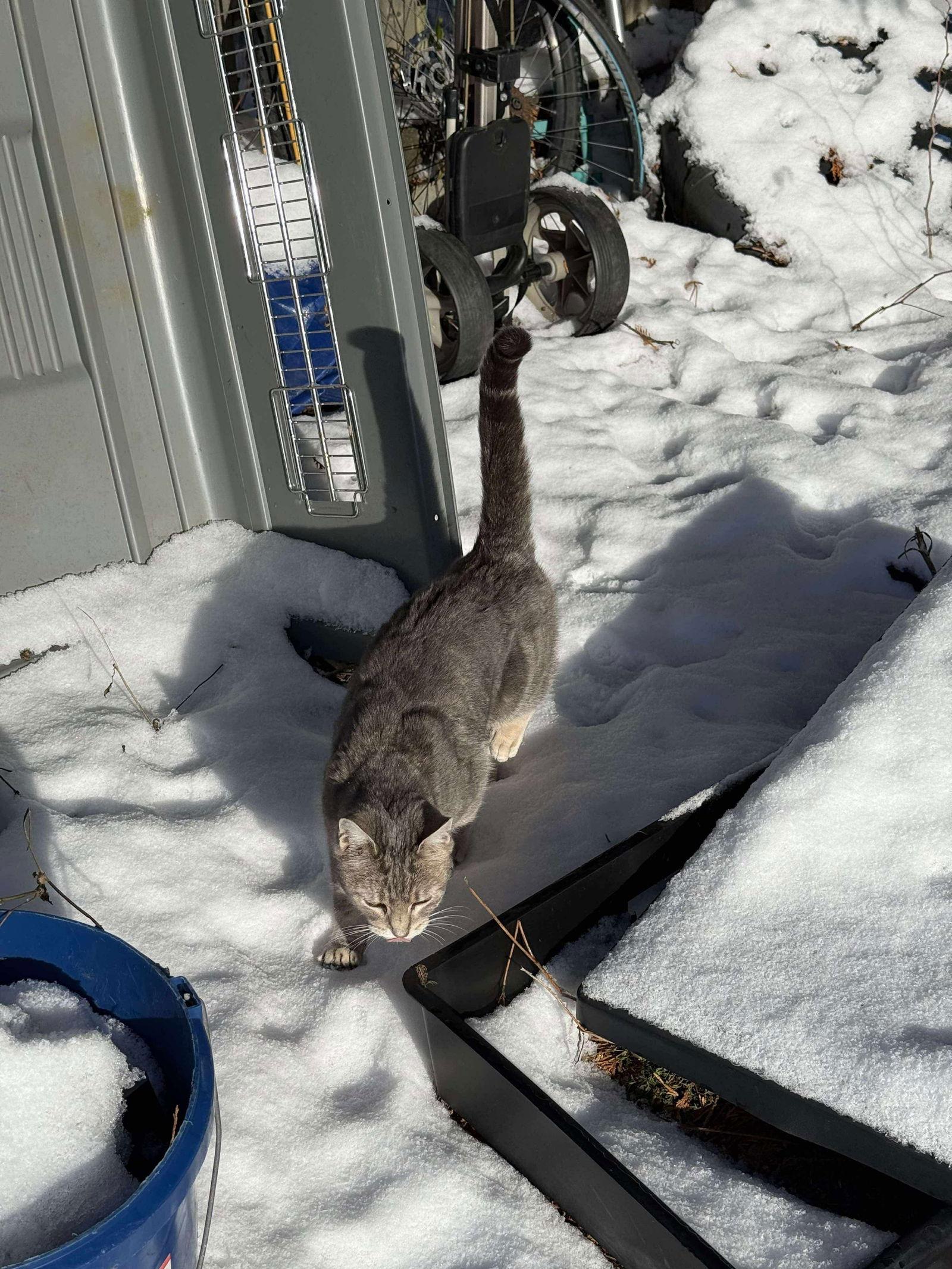Glitch, Adopted, Young Female American Shorthair.