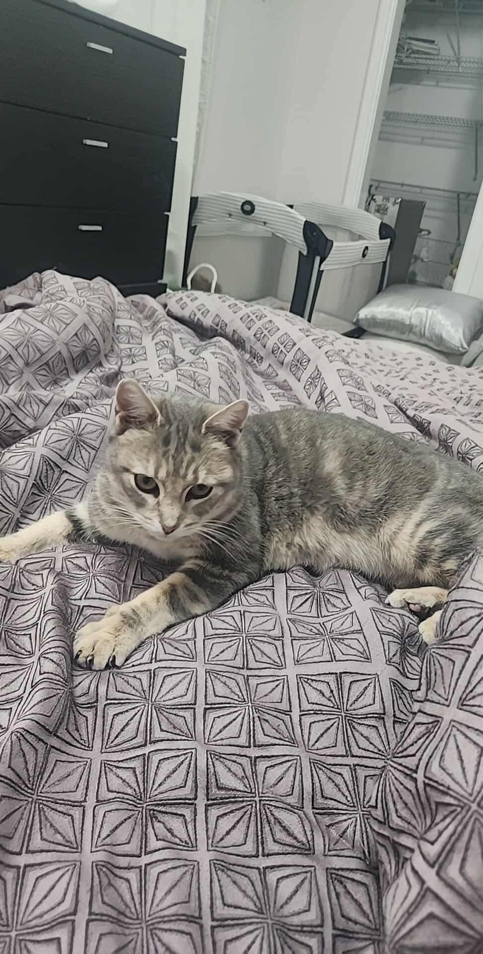 Glitch, a Adopted American Shorthair in Hawkestone, ON image 2/2