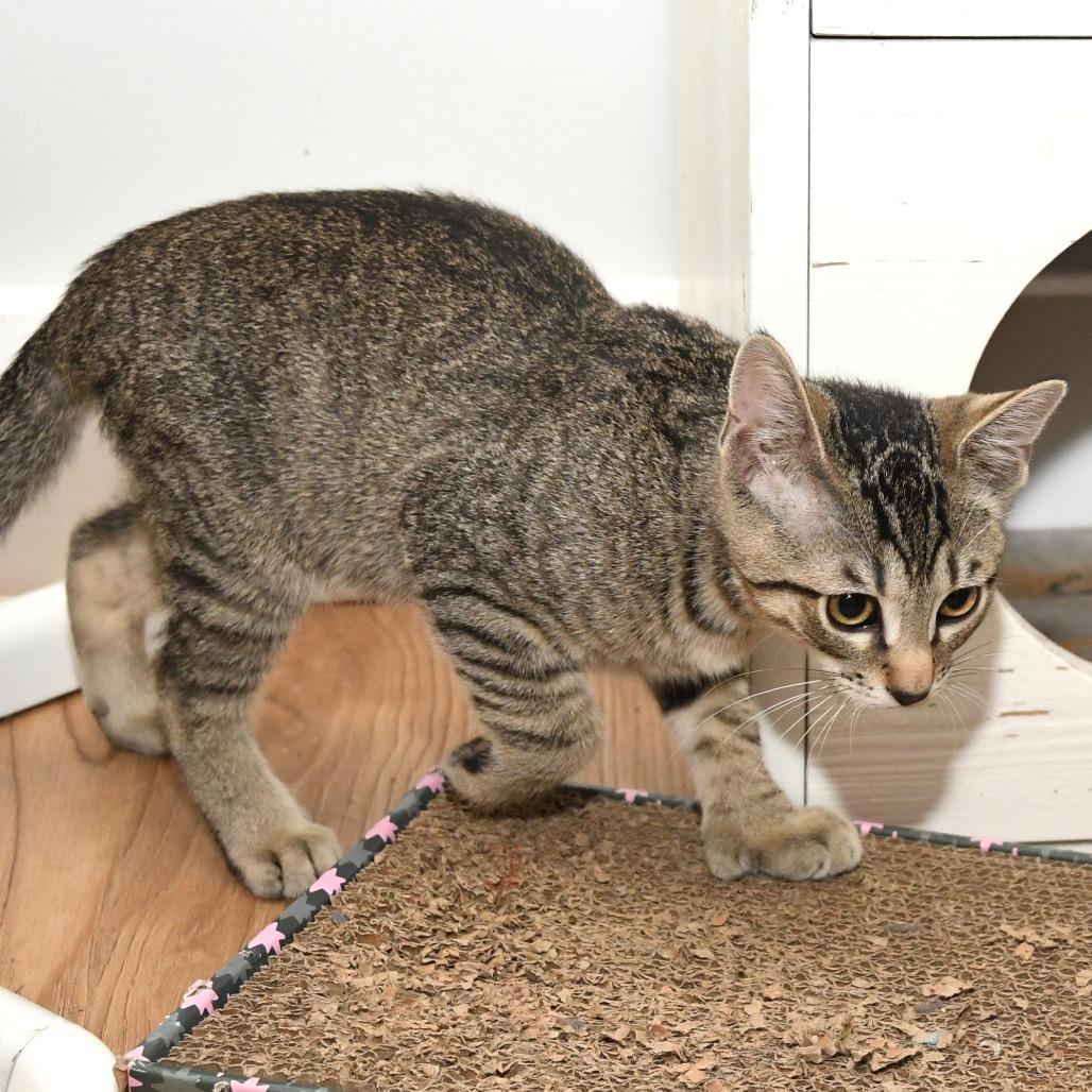 Ruffles lacy kn, a Adoptable Domestic Short Hair in Natick, MA image 3/5
