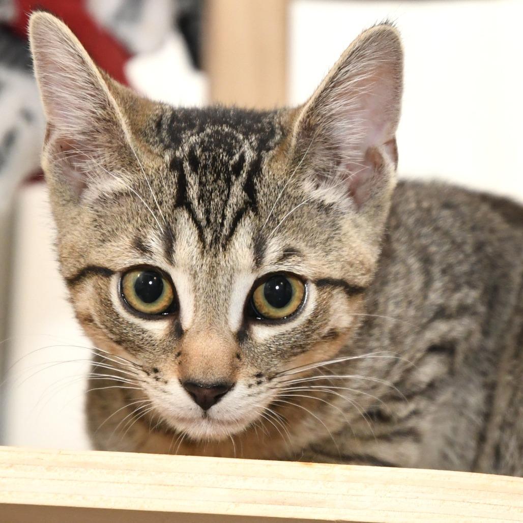 Ruffles lacy kn, a Adoptable Domestic Short Hair in Natick, MA image 2/5