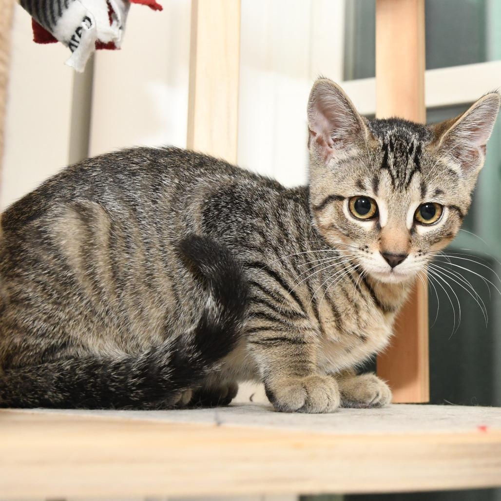Ruffles lacy kn, a Adoptable Domestic Short Hair in Natick, MA image 4/5