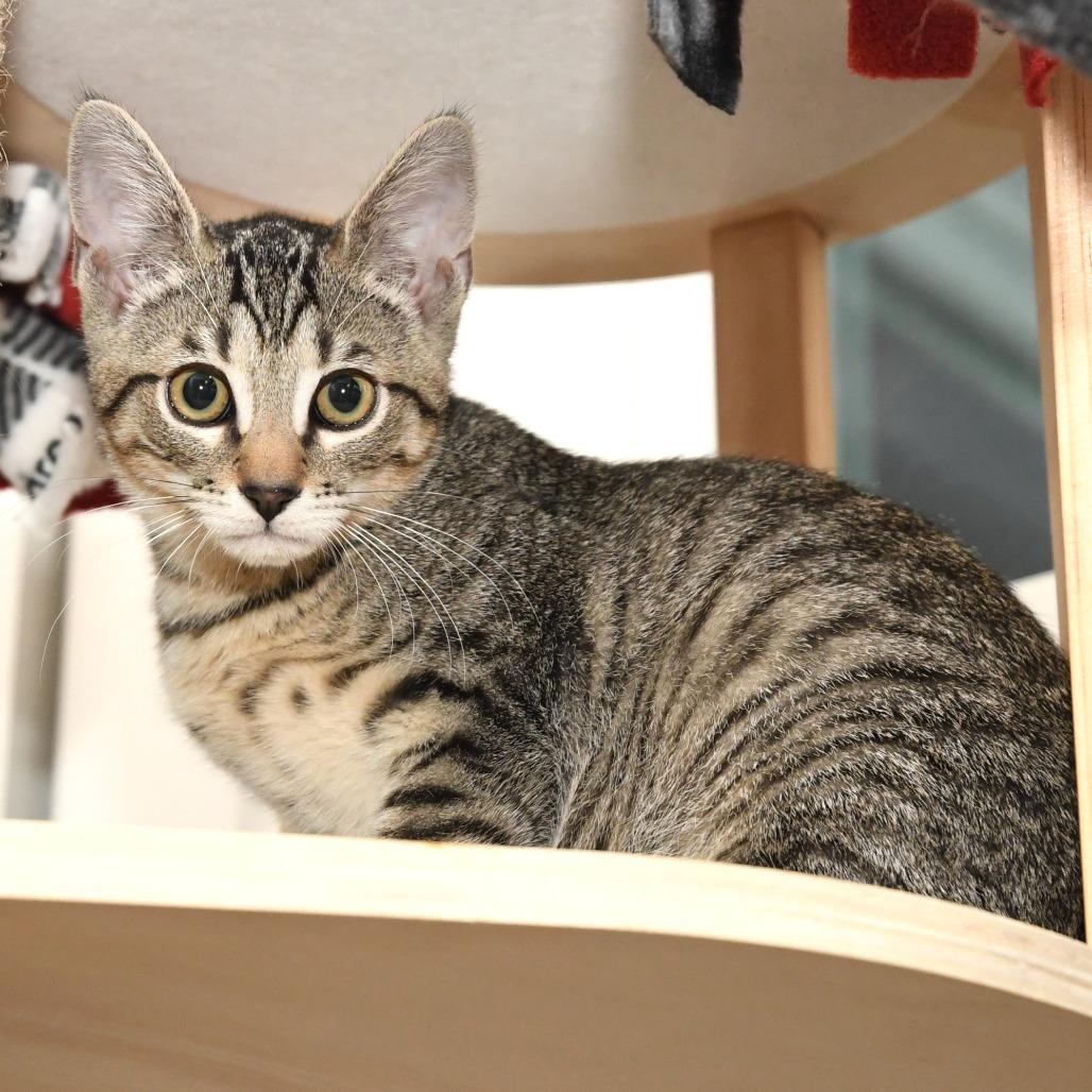 Ruffles lacy kn, a Adoptable Domestic Short Hair in Natick, MA image 1/5