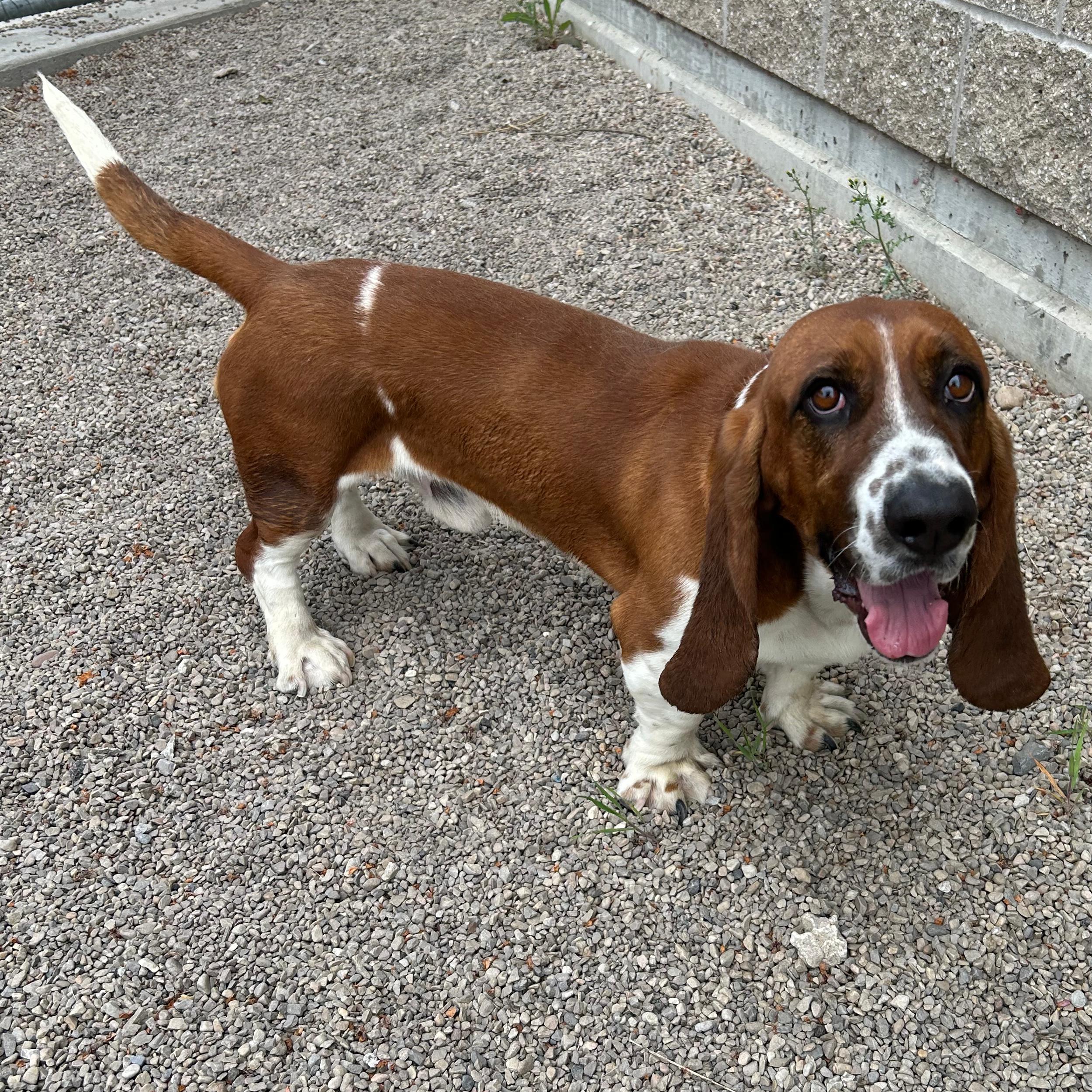 Enlarge Otis, a ADOPTABLE Basset Hound in Lindon, UT image 1/6