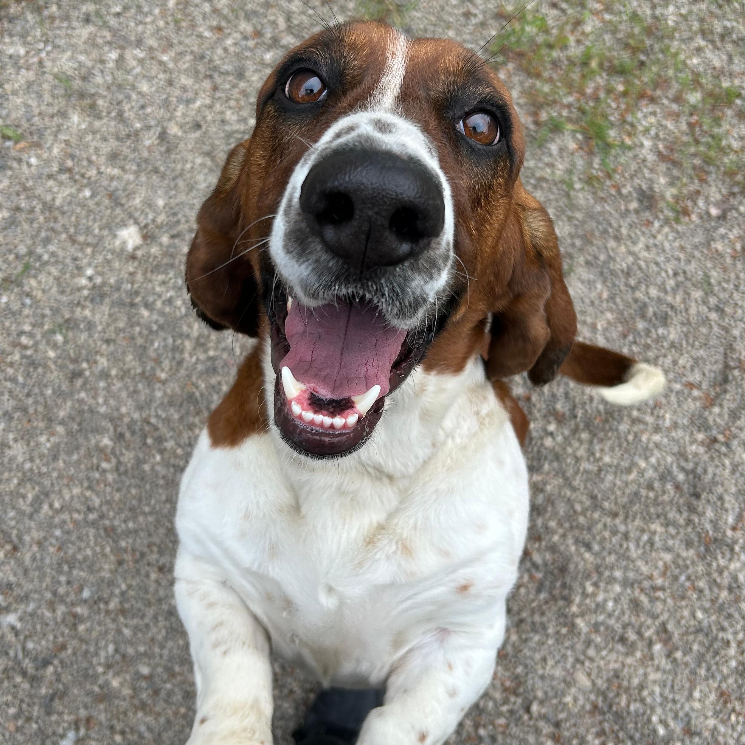 Enlarge Otis, a ADOPTABLE Basset Hound in Lindon, UT image 3/6
