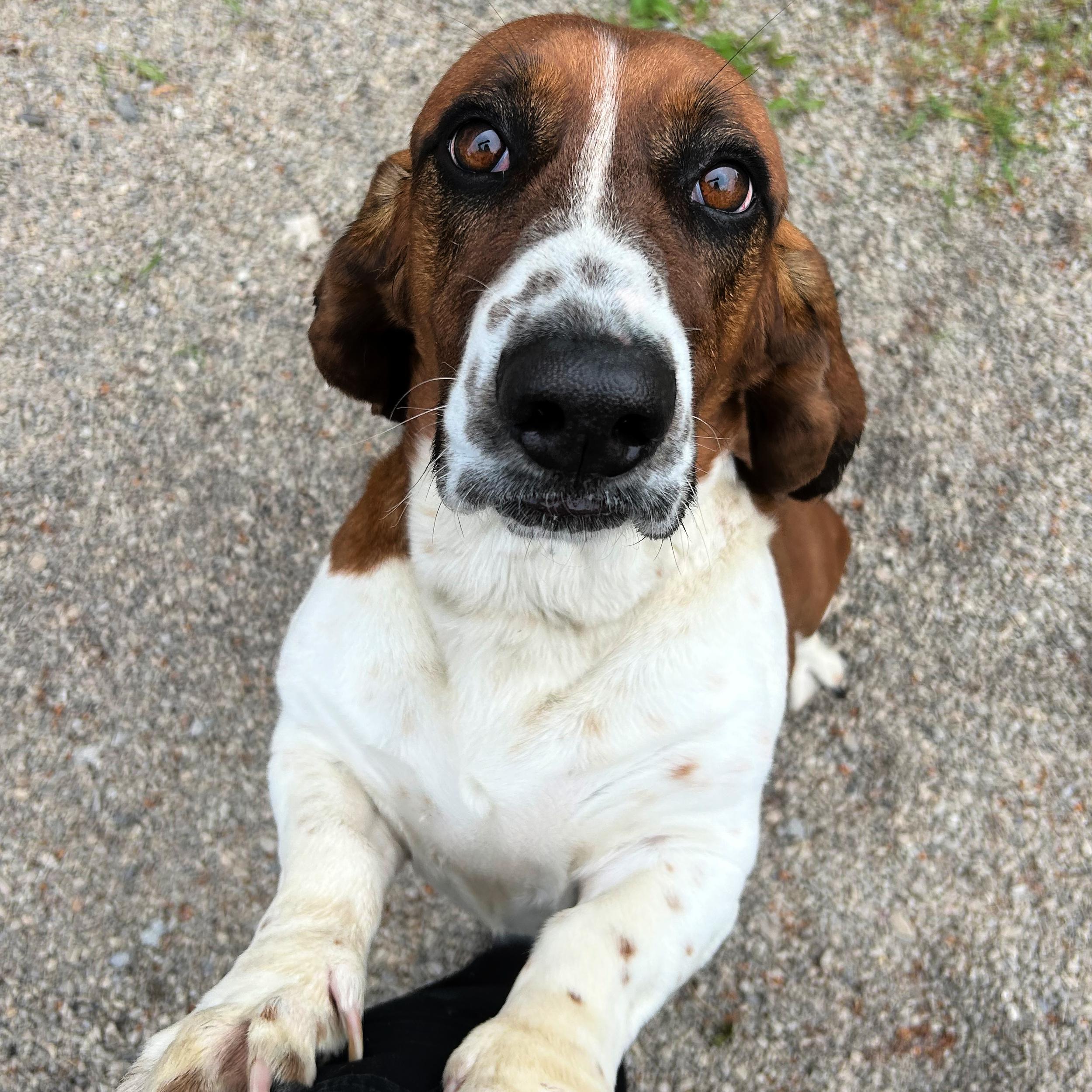Enlarge Otis, a ADOPTABLE Basset Hound in Lindon, UT image 4/6