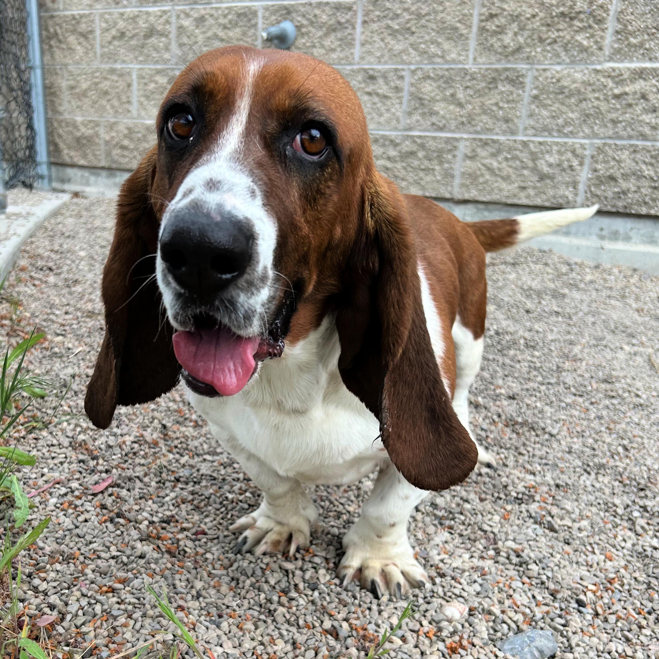 Enlarge Otis, a ADOPTABLE Basset Hound in Lindon, UT image 5/6