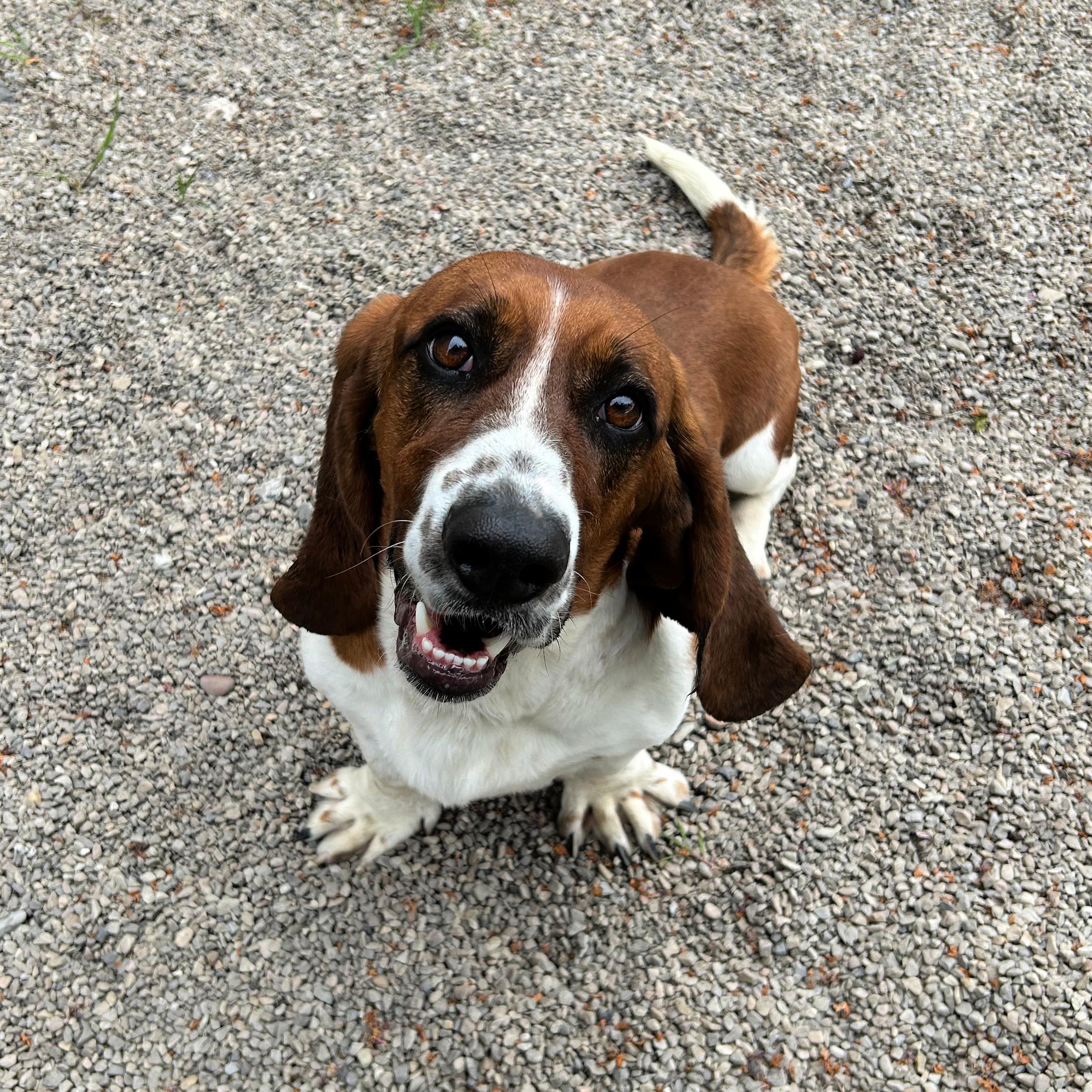 Enlarge Otis, a ADOPTABLE Basset Hound in Lindon, UT image 6/6