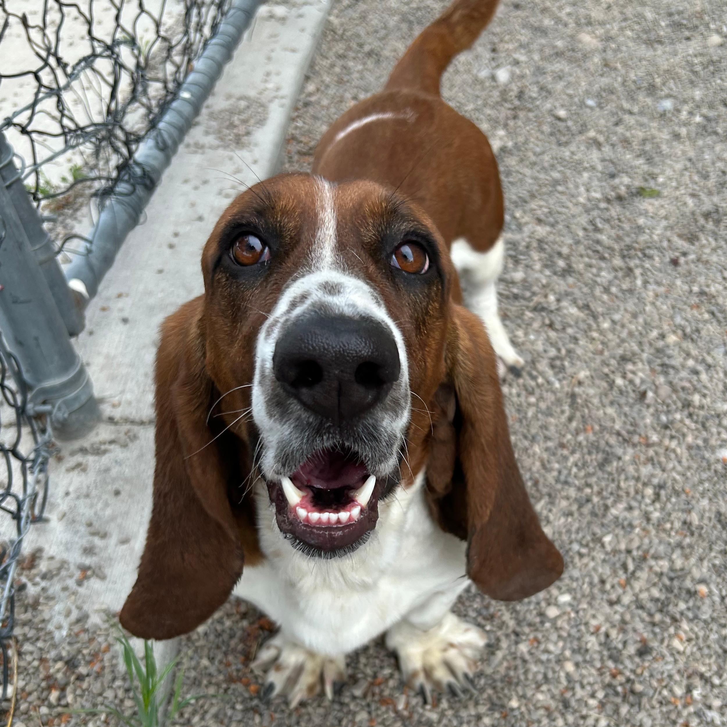 Enlarge Otis, a ADOPTABLE Basset Hound in Lindon, UT image 2/6