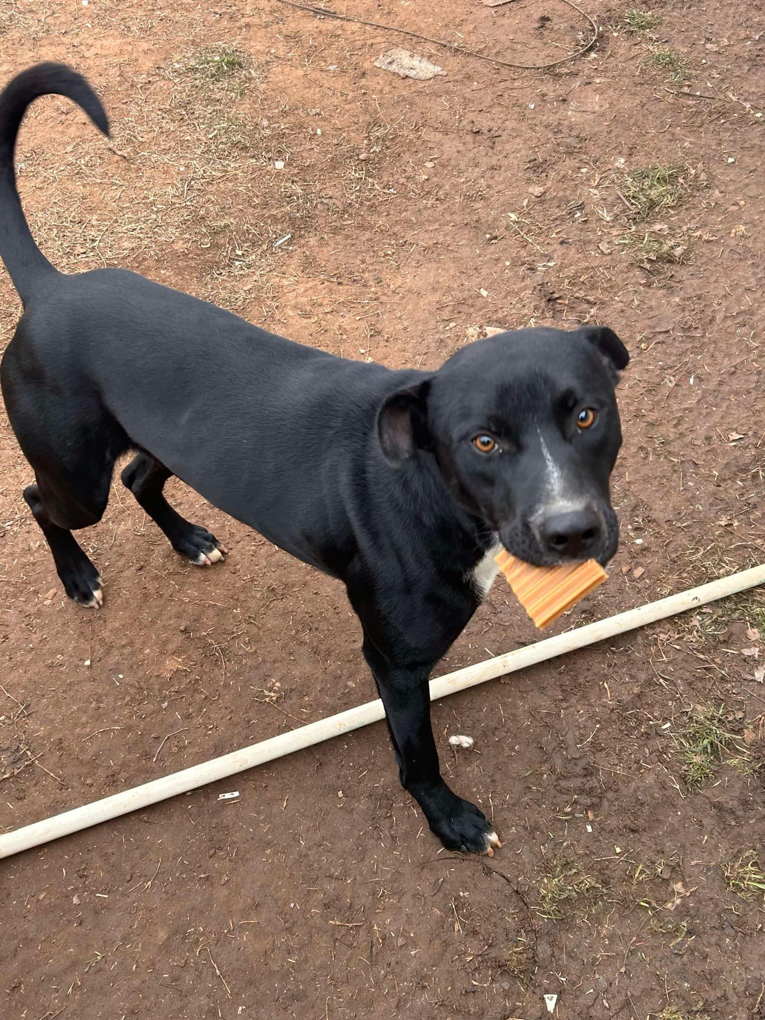 Enlarge Shadow, an adopted mixed breed in SEATTLE, WA image 4/5