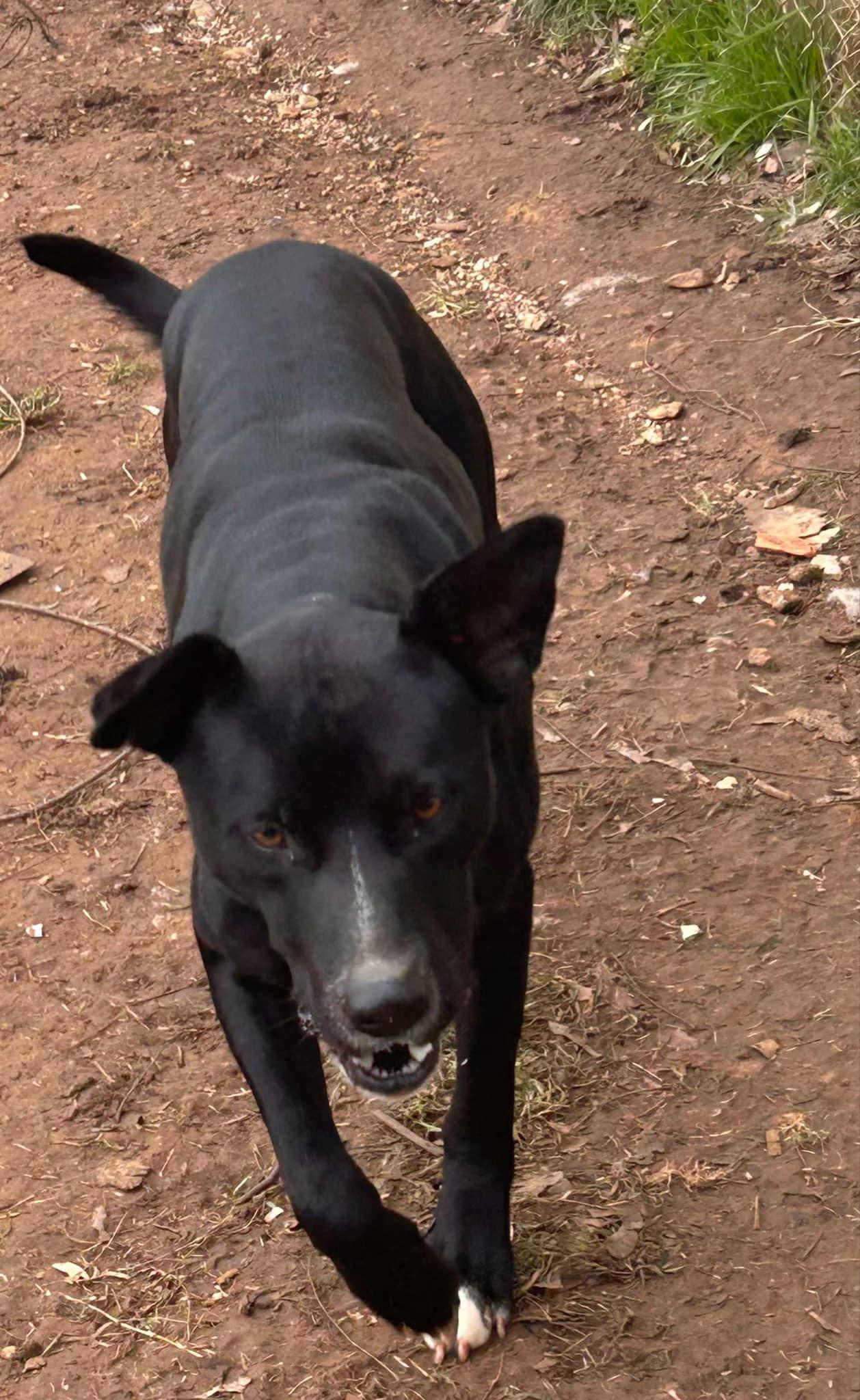 Enlarge Shadow, an adopted mixed breed in SEATTLE, WA image 5/5