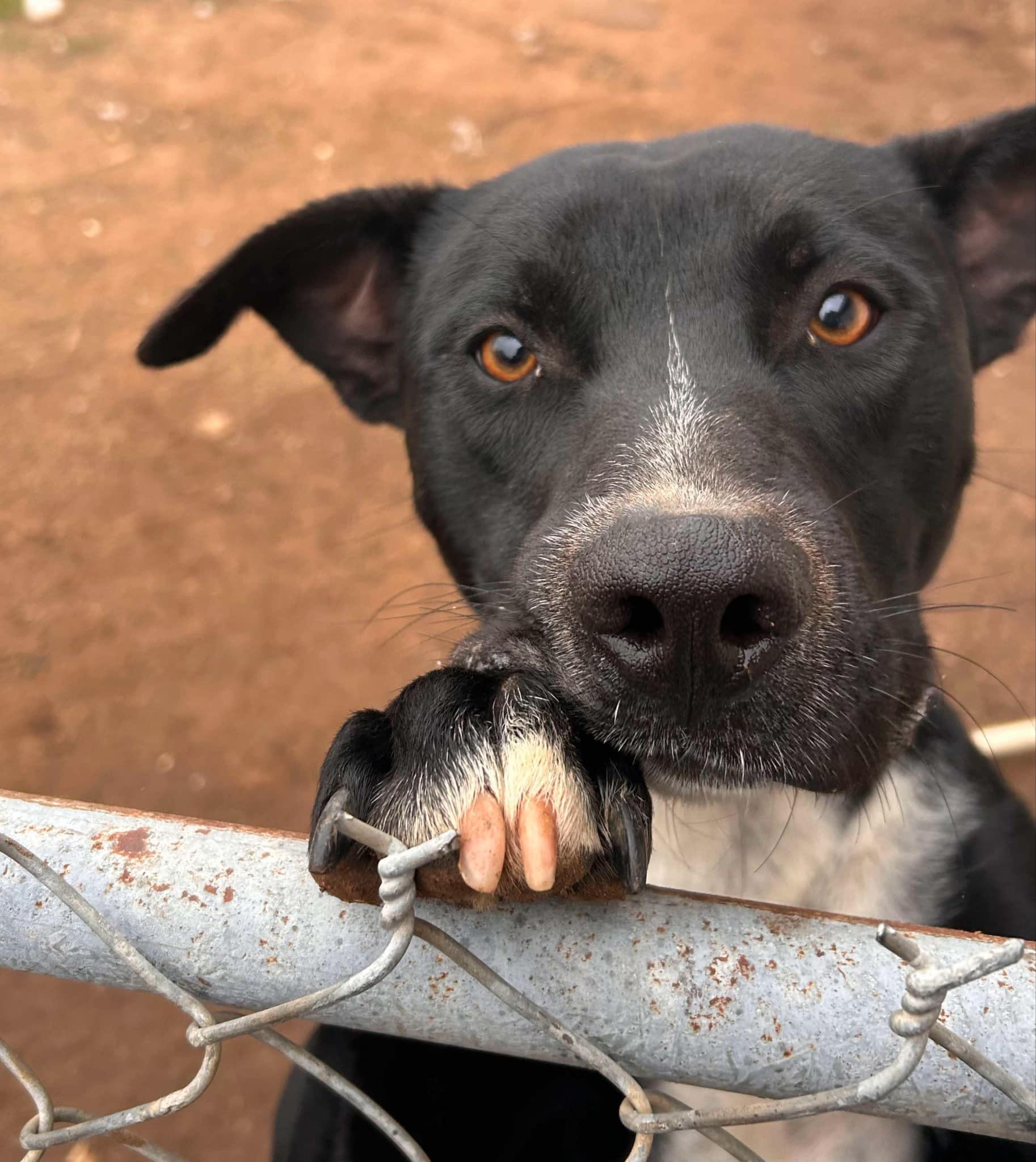 Shadow, adopted, Young Male Shepherd.