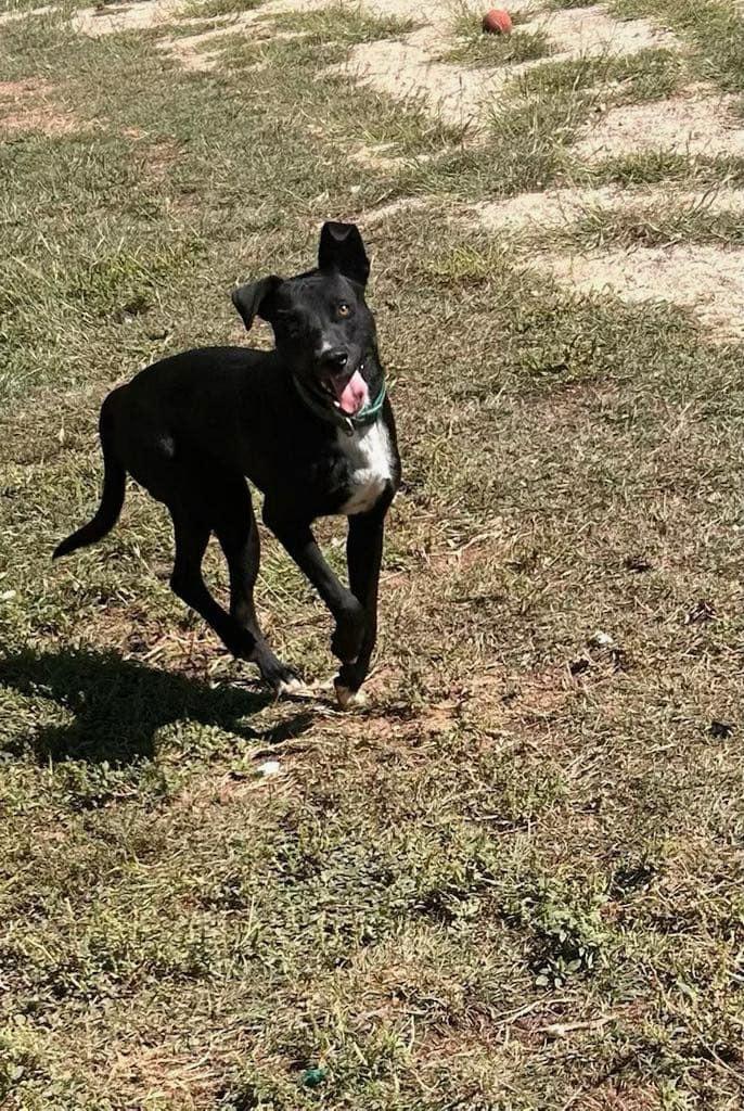 Enlarge Shadow, an adopted mixed breed in SEATTLE, WA image 2/5