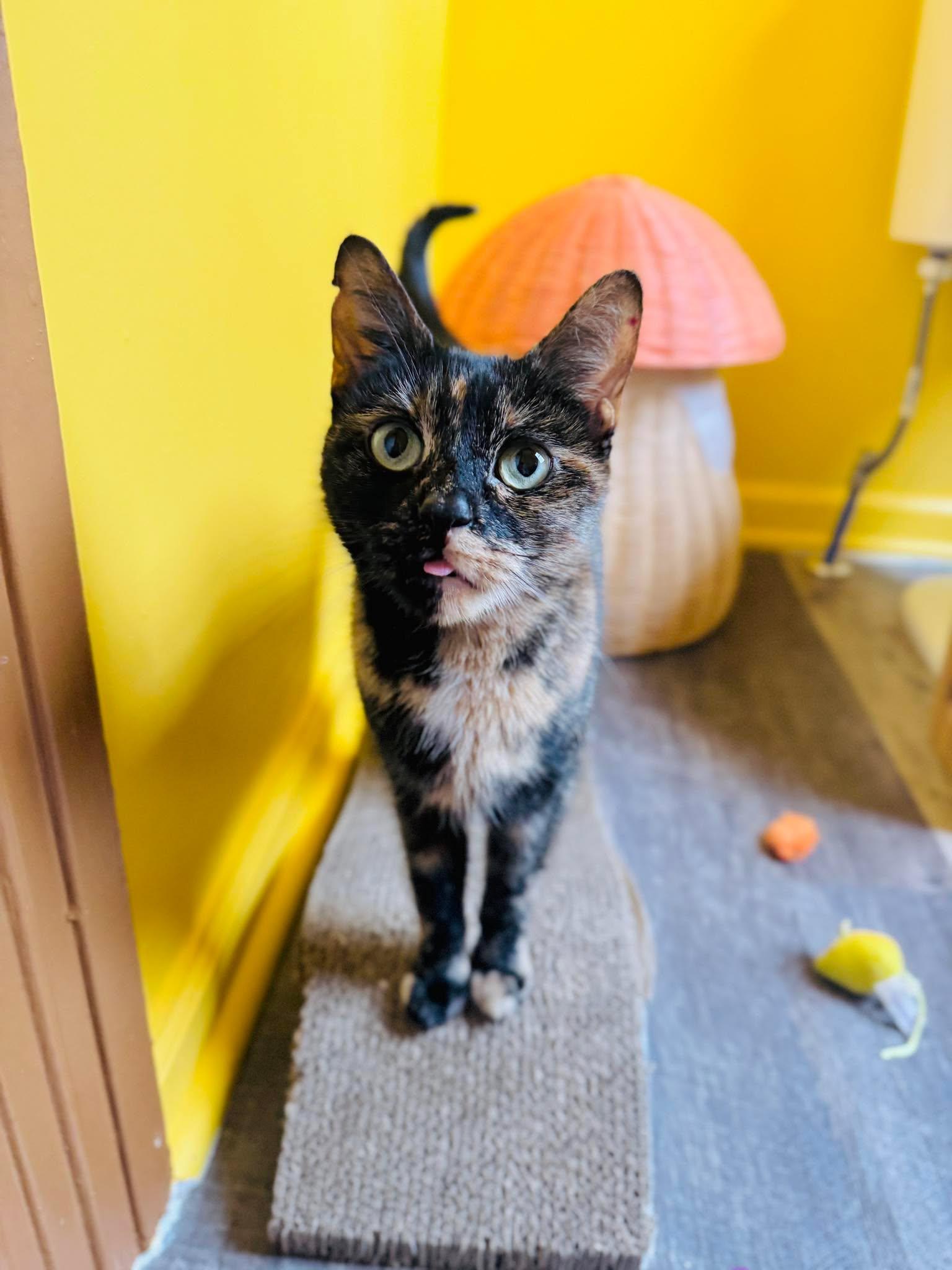 Enlarge Shego, a ADOPTABLE Tortoiseshell in Rochester , NY image 3/6