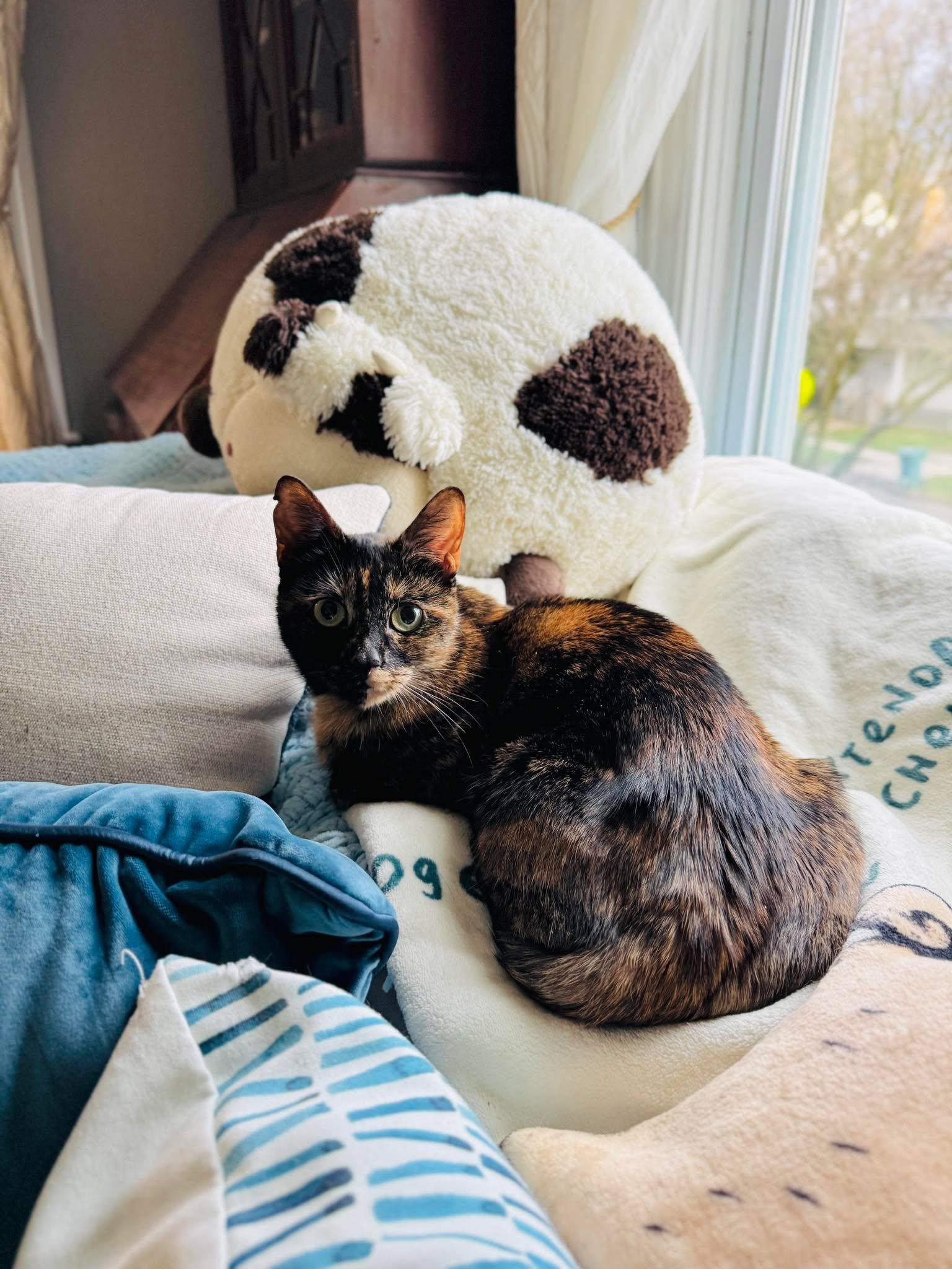 Enlarge Shego, a ADOPTABLE Tortoiseshell in Rochester , NY image 2/6