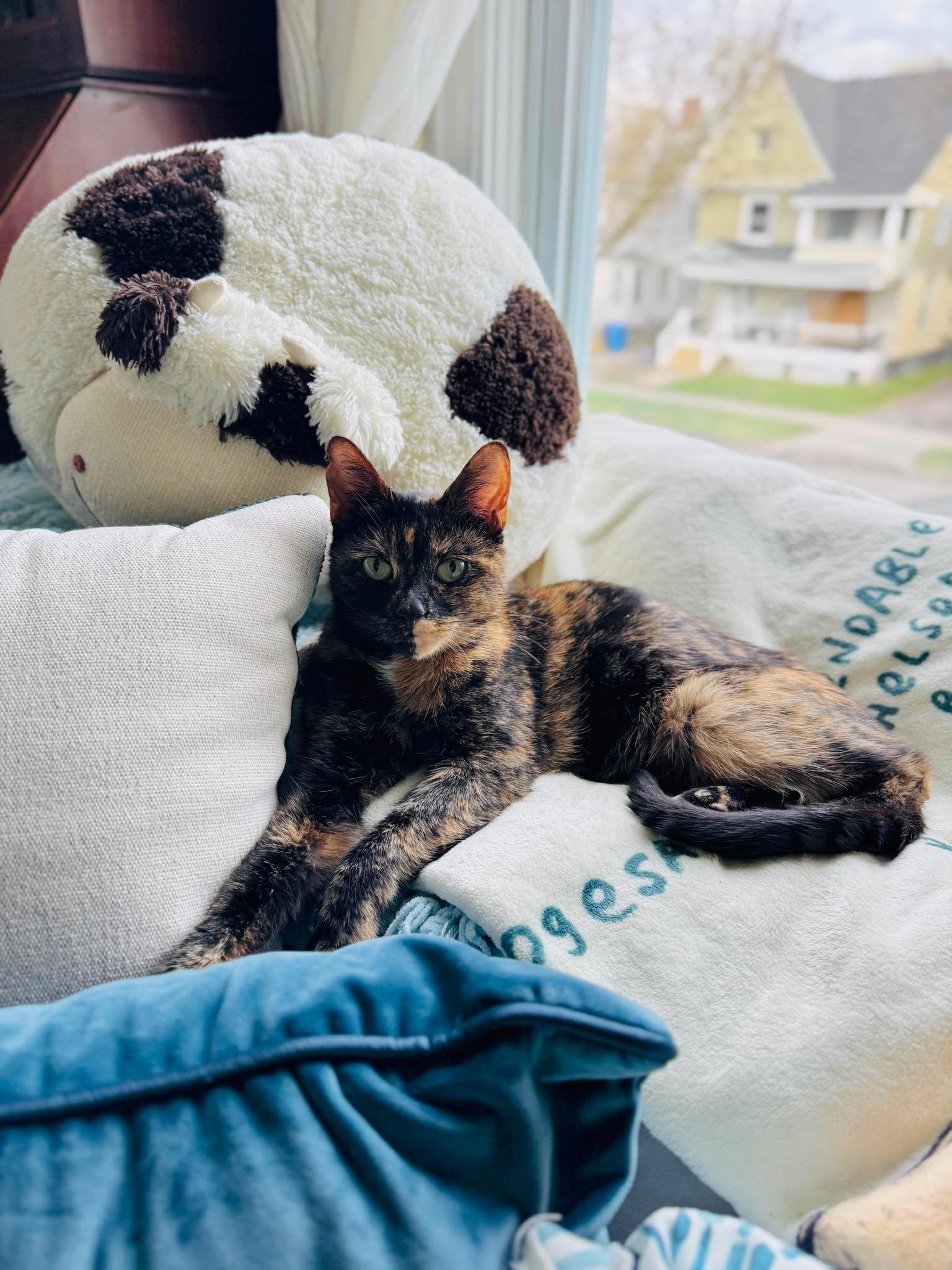 Enlarge Shego, a ADOPTABLE Tortoiseshell in Rochester , NY image 5/6