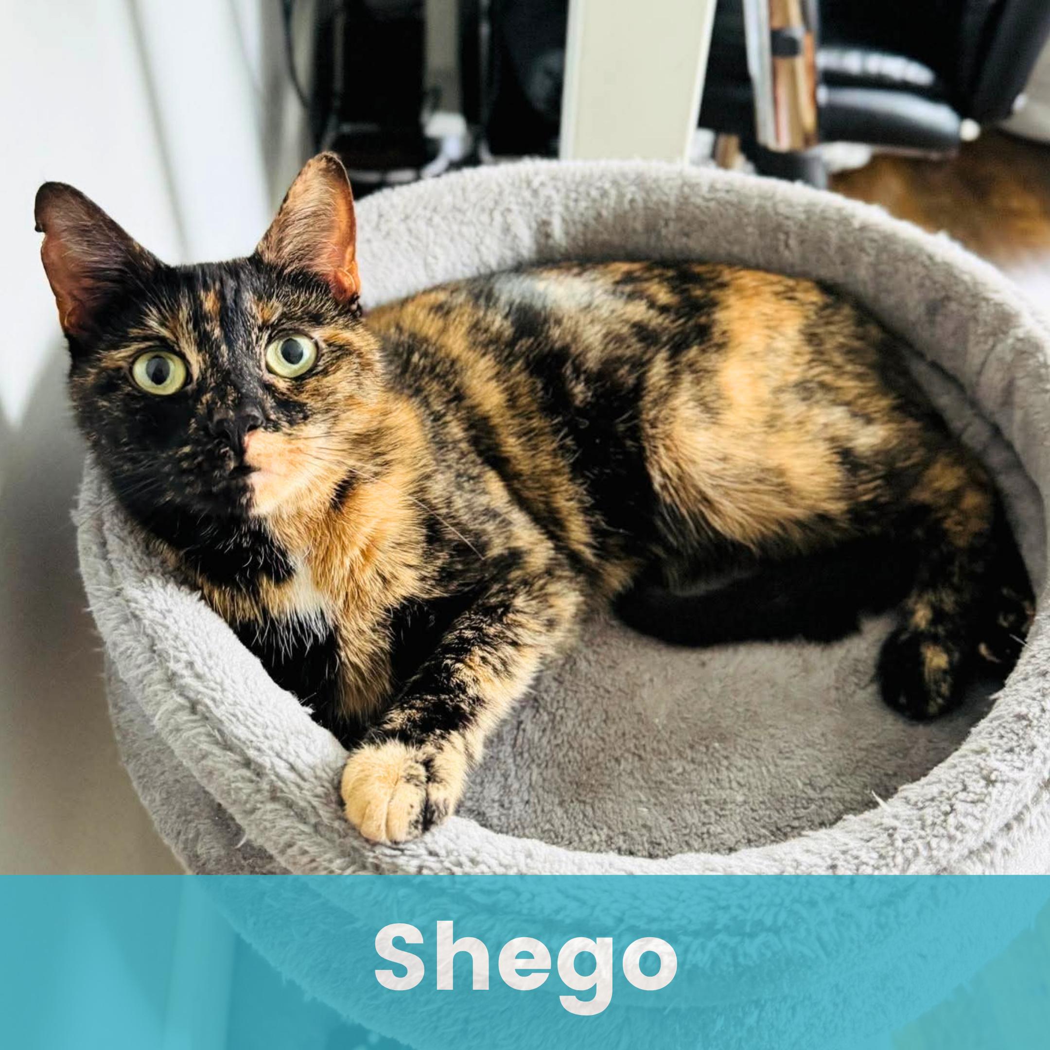 Enlarge Shego, a ADOPTABLE Tortoiseshell in Rochester , NY image 1/6