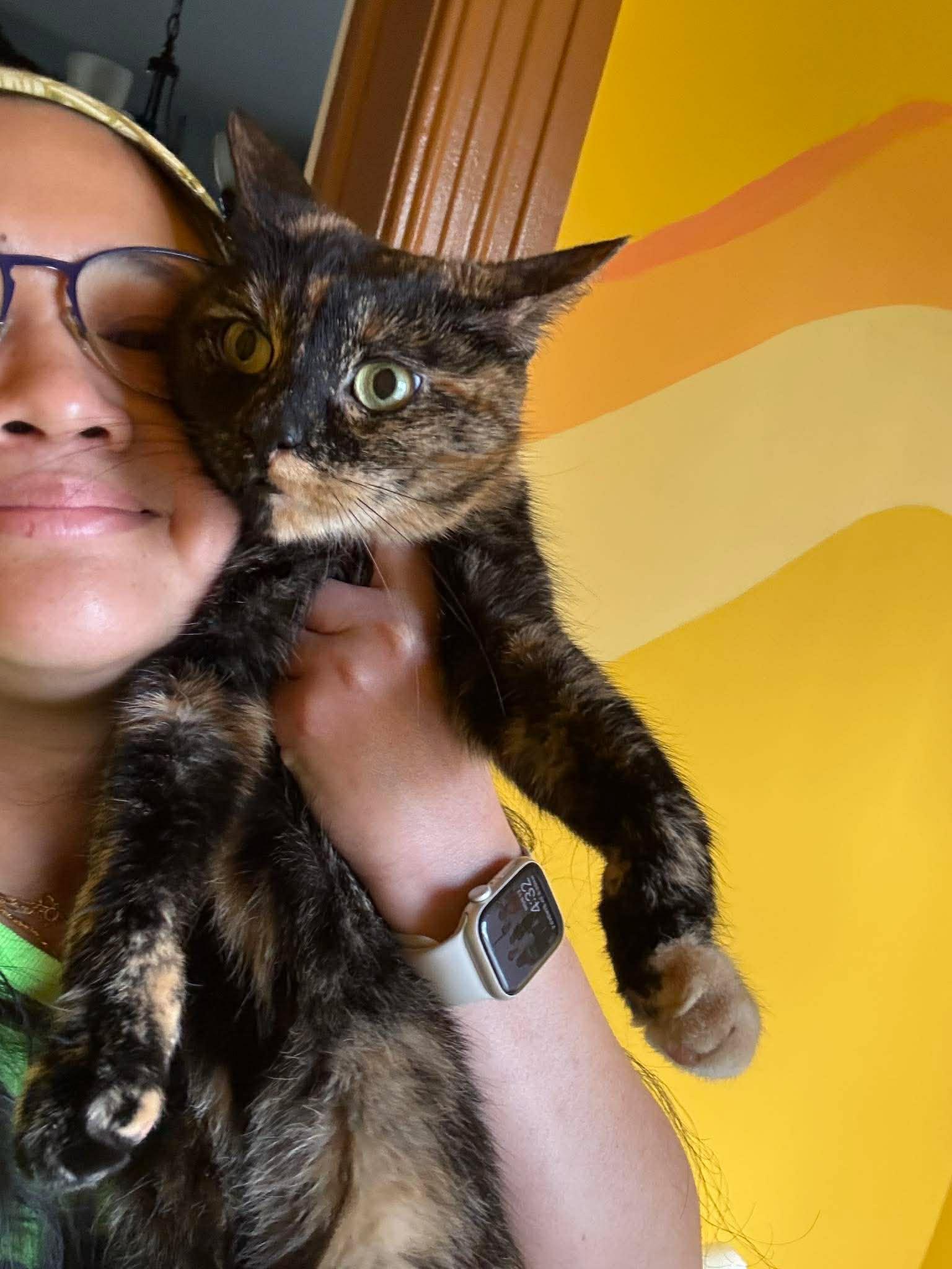 Enlarge Shego, a ADOPTABLE Tortoiseshell in Rochester , NY image 6/6