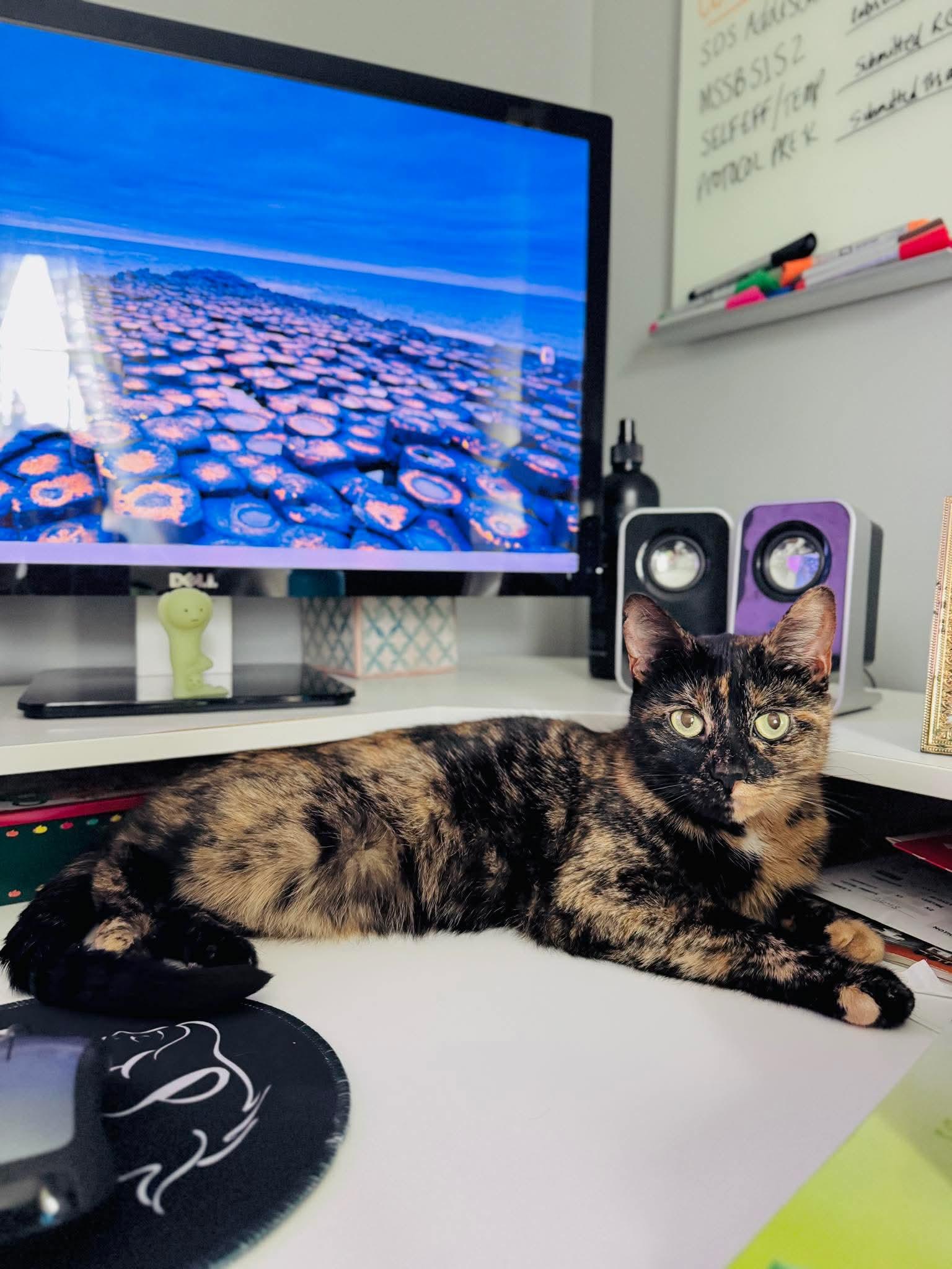 Enlarge Shego, a ADOPTABLE Tortoiseshell in Rochester , NY image 4/6