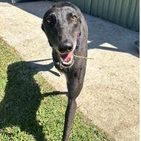 Enlarge Ferocious Willow (Willow), a ADOPTABLE Greyhound in North Port, FL image 2/2