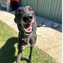 Ferocious Willow (Willow), ADOPTABLE, Adult Female Greyhound.