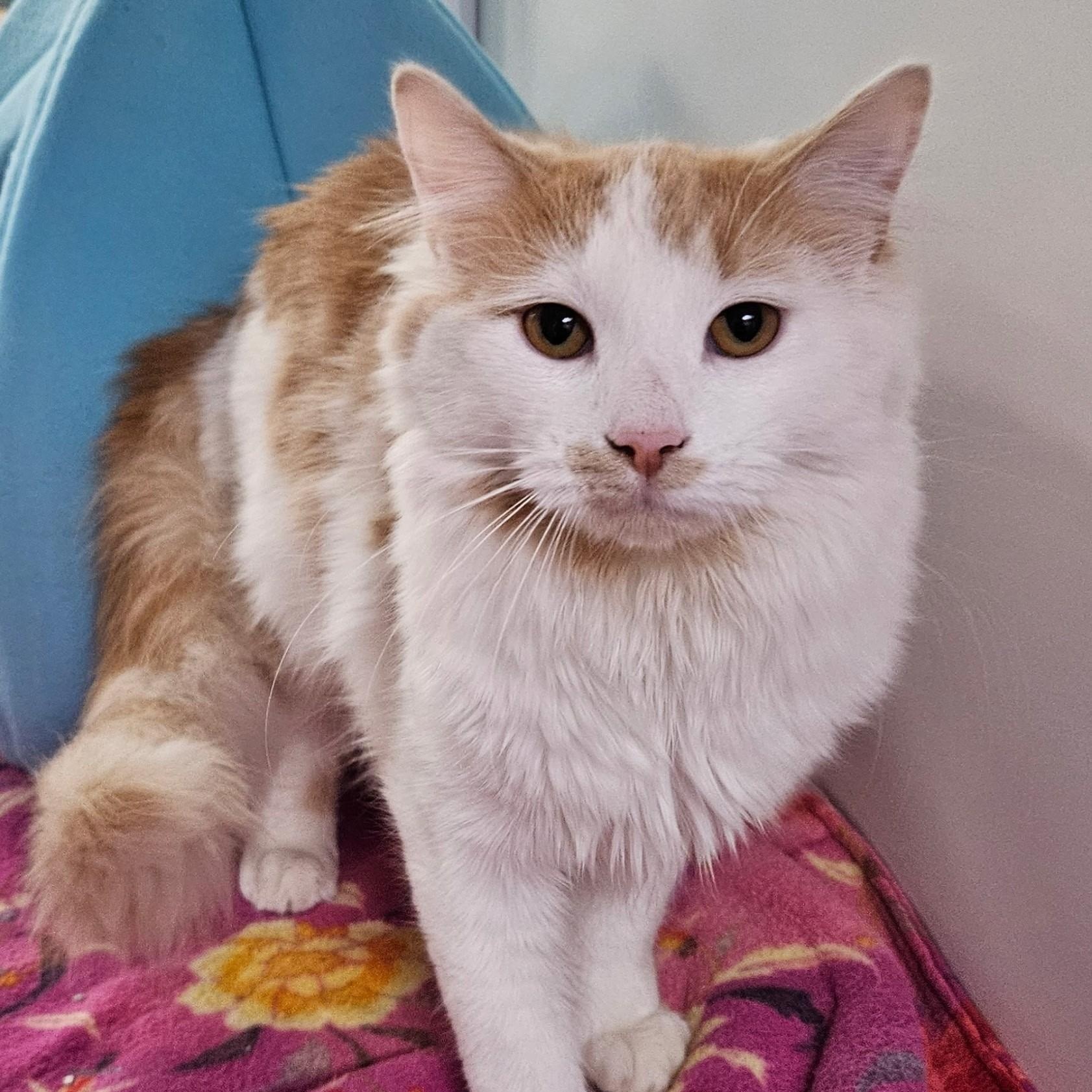 Blaze, Adult Male Domestic Medium Hair