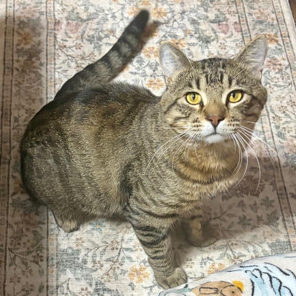 Enlarge Walter C12347, a Adoptable Domestic Short Hair in Princeton, MN image 1/6