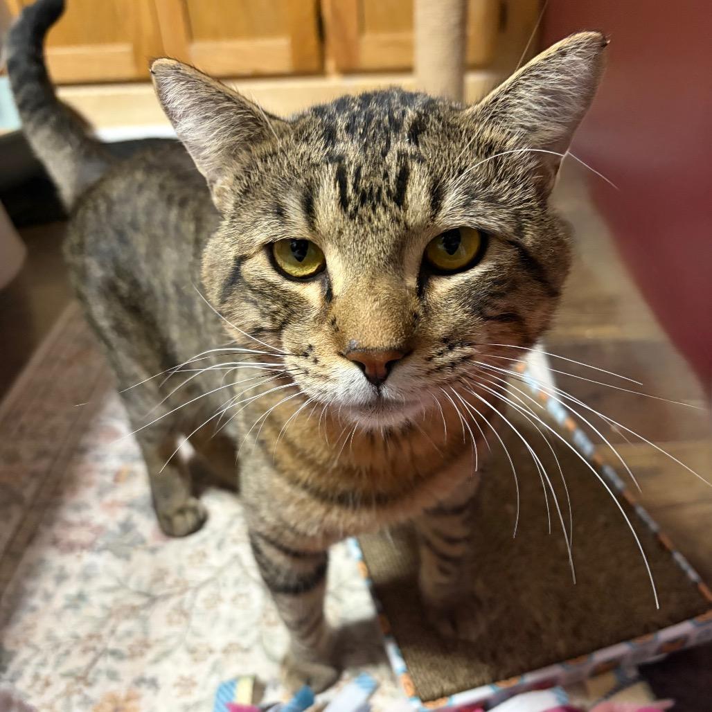 Enlarge Walter C12347, a Adoptable Domestic Short Hair in Princeton, MN image 3/6