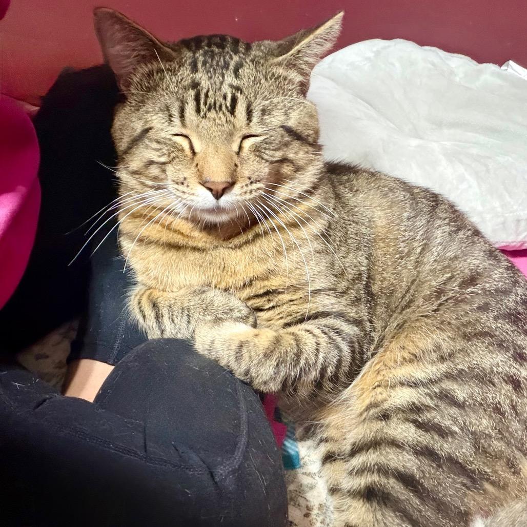 Enlarge Walter C12347, a Adoptable Domestic Short Hair in Princeton, MN image 4/6
