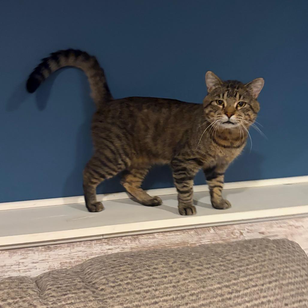 Enlarge Walter C12347, a Adoptable Domestic Short Hair in Princeton, MN image 5/6