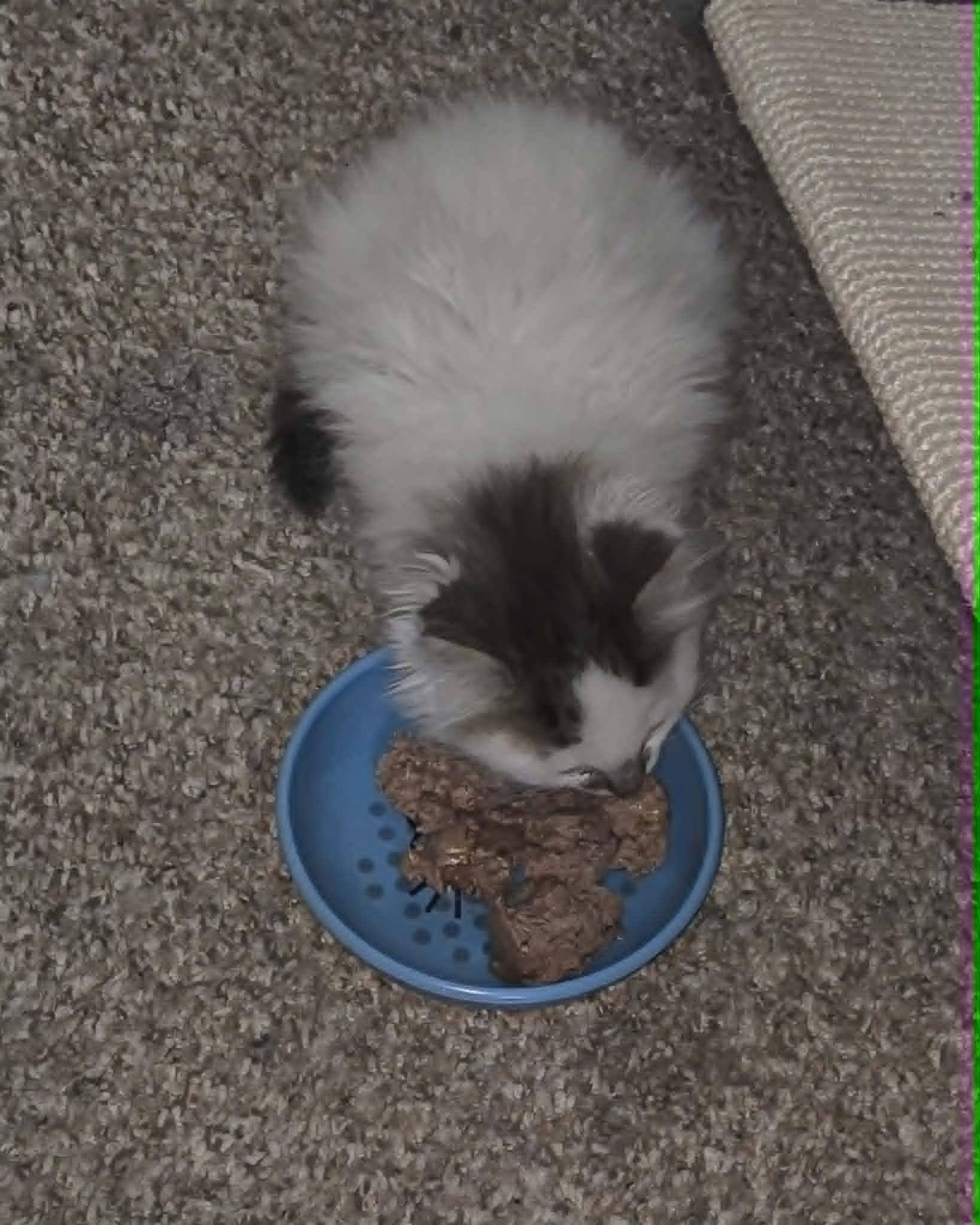 Enlarge Guinness, an adopted Domestic Long Hair in Fulton, NY image 4/4