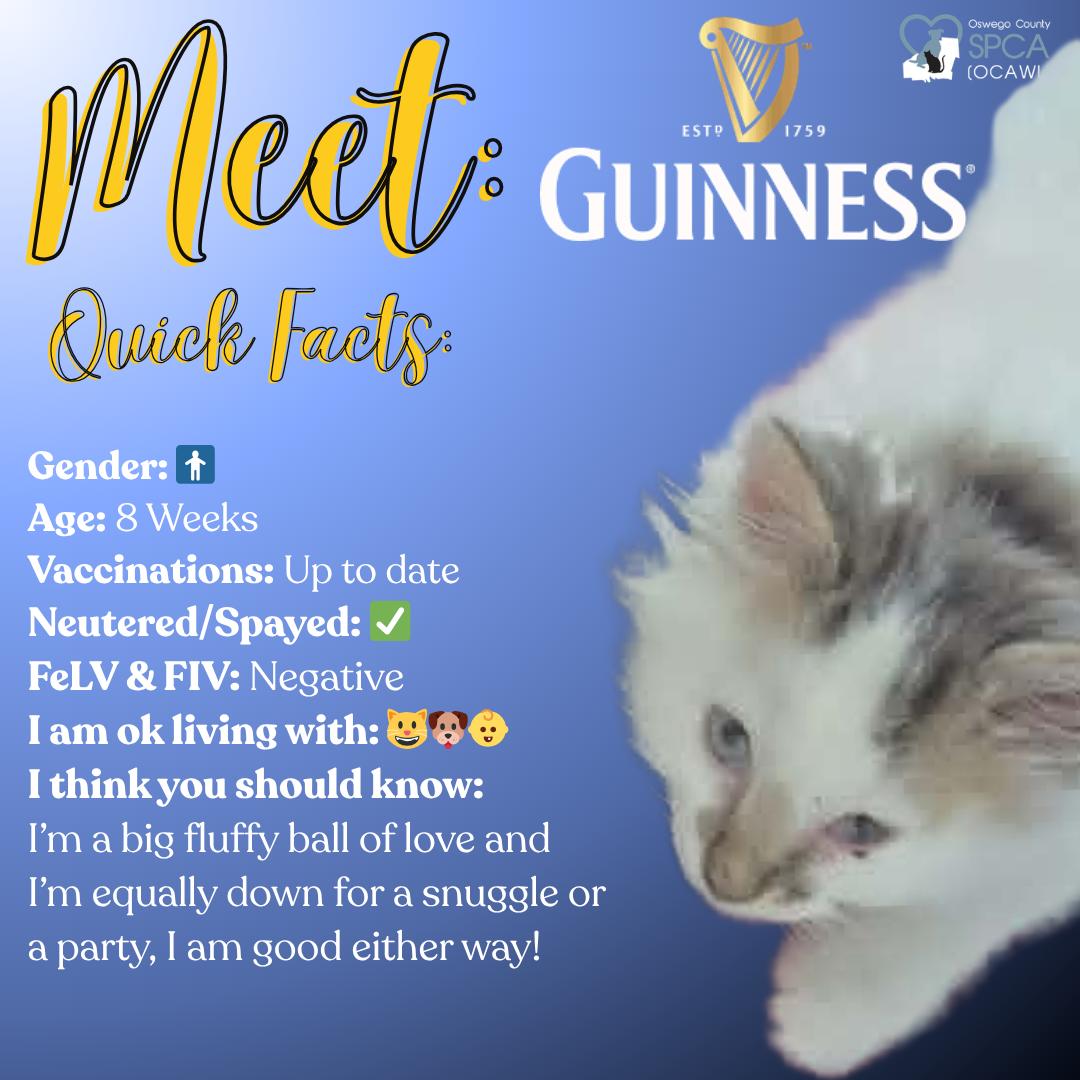 Enlarge Guinness, an adopted Domestic Long Hair in Fulton, NY image 1/4