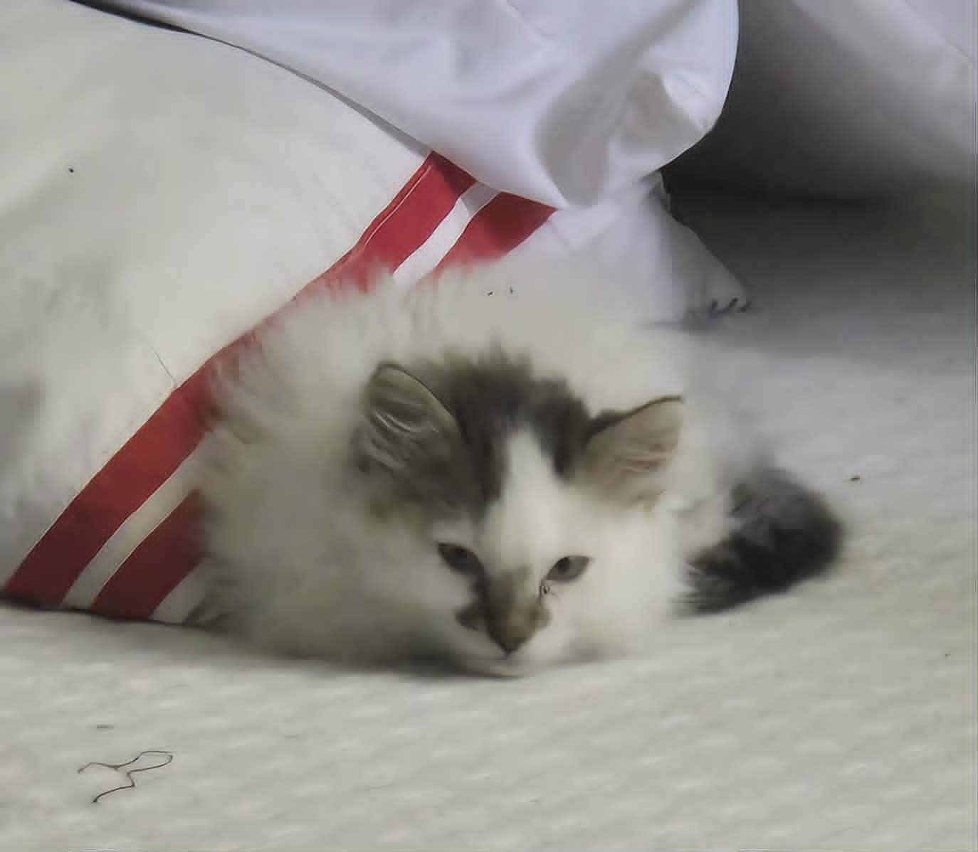 Enlarge Guinness, an adopted Domestic Long Hair in Fulton, NY image 2/4