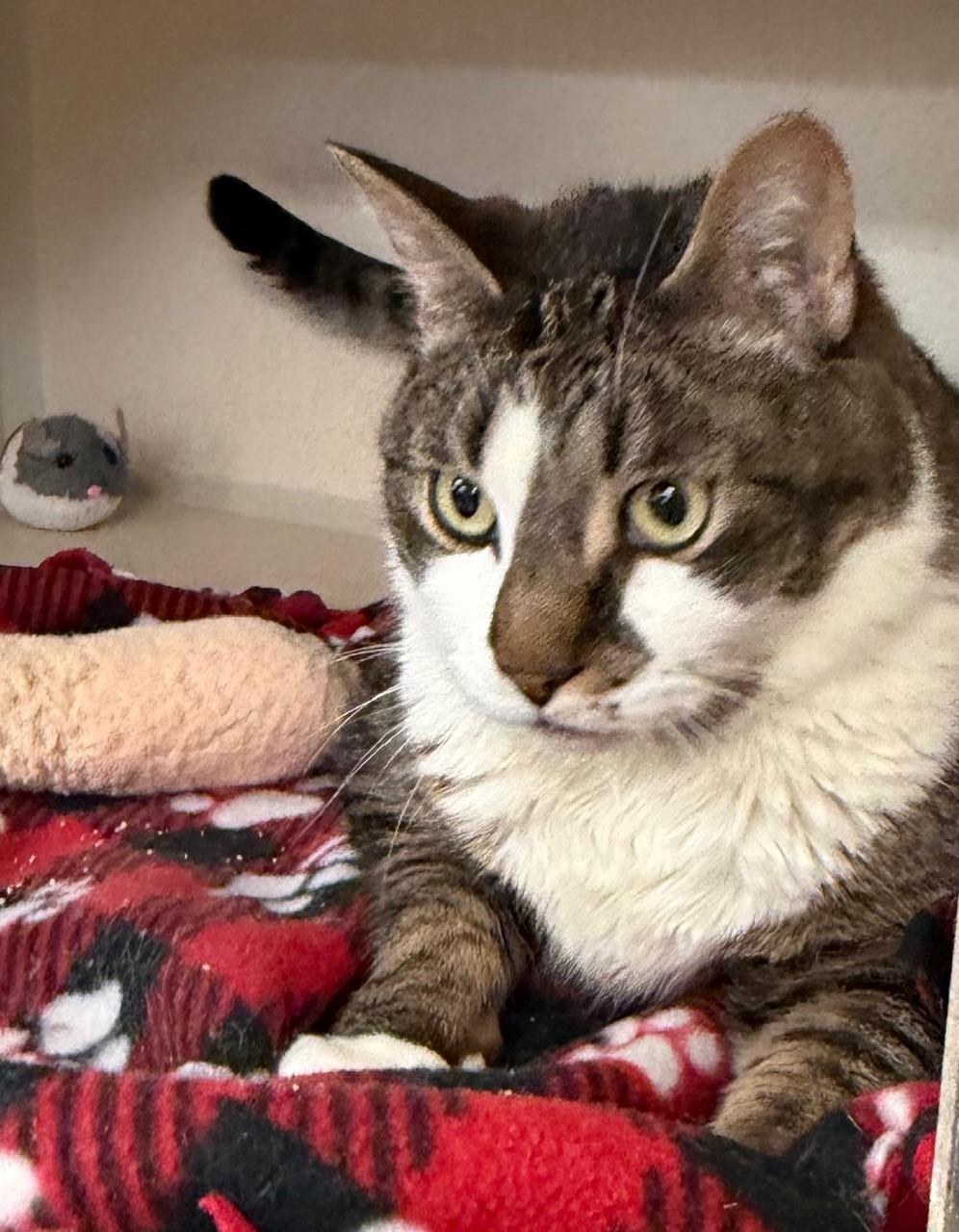 Enlarge KitKat, a ADOPTABLE mixed breed in Salem, NH image 2/2