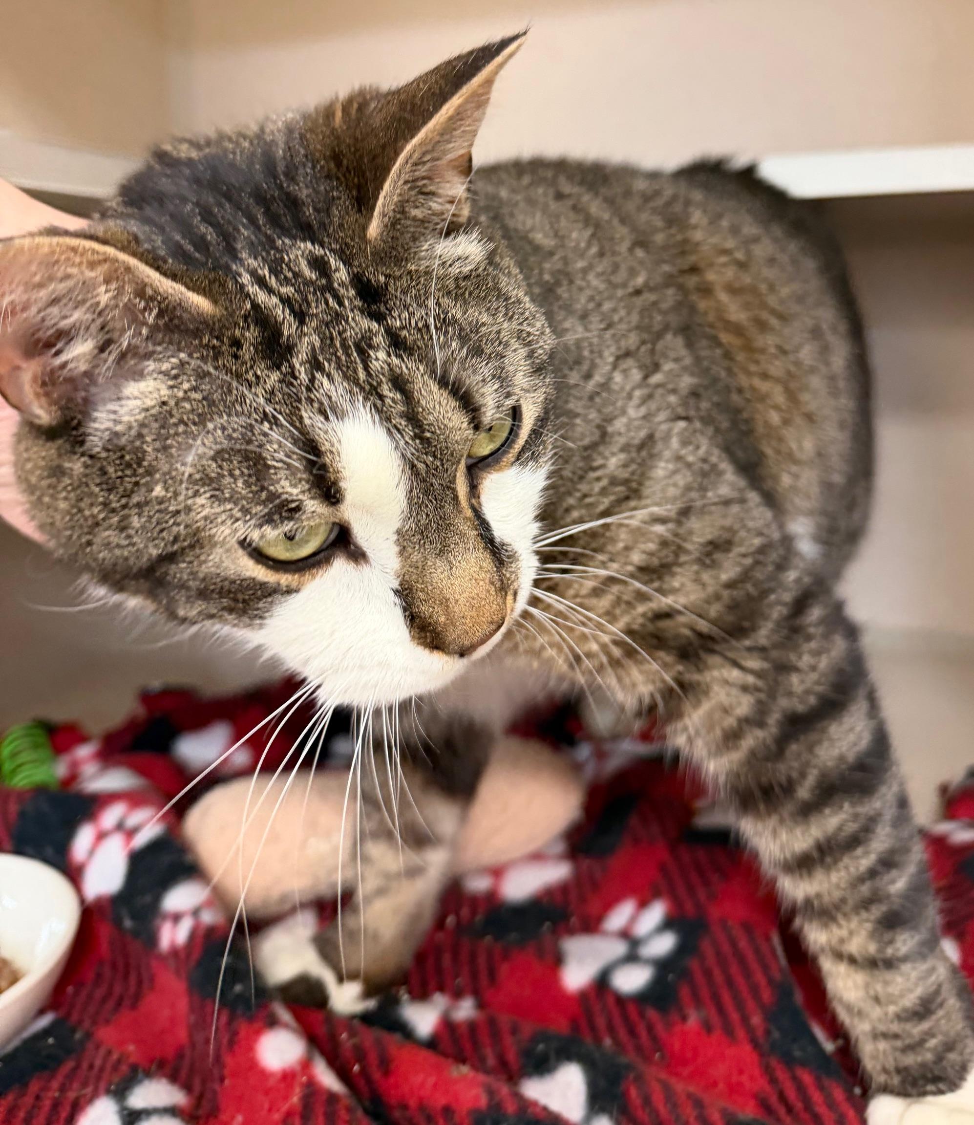 Enlarge KitKat, a ADOPTABLE mixed breed in Salem, NH image 1/2