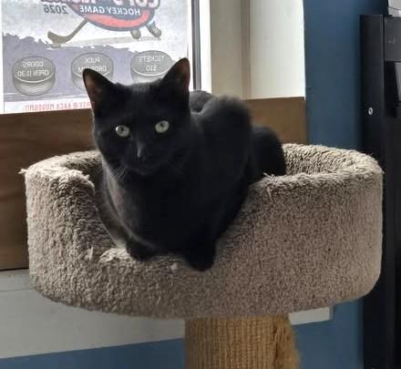 Enlarge Olivia, a Adopted Domestic Short Hair in Boiling Springs, PA image 4/5