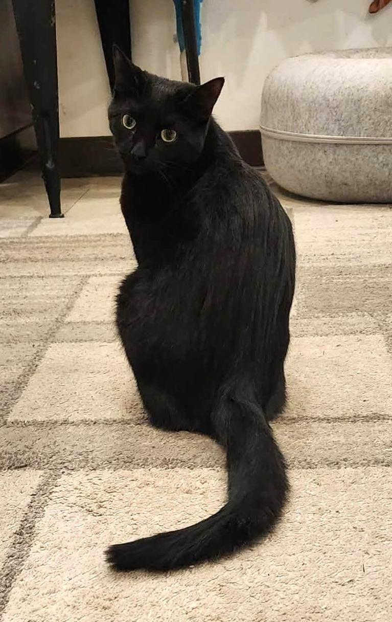 Enlarge Olivia, a Adopted Domestic Short Hair in Boiling Springs, PA image 5/5